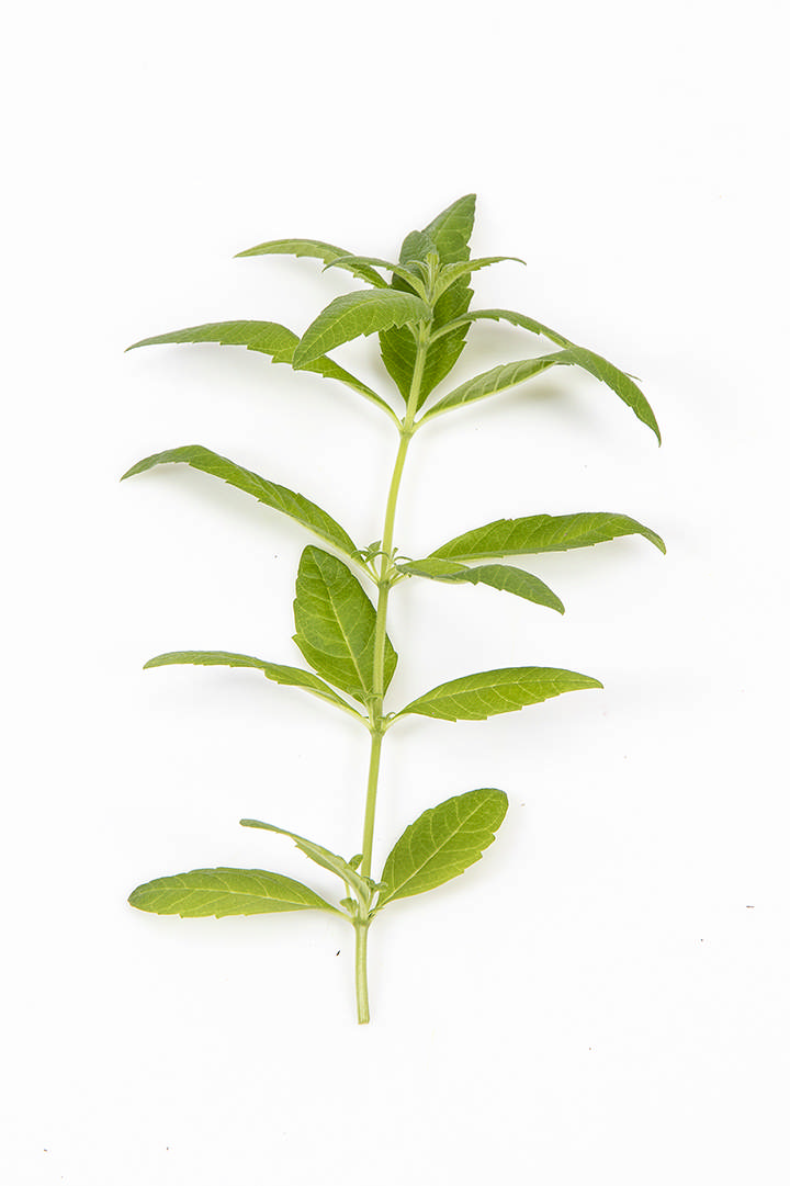 Citronverbena (30gr/bk)