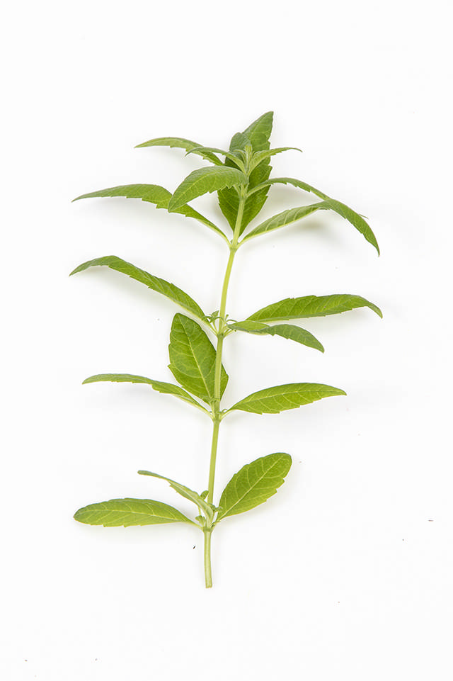 Citronverbena (30gr/bk)